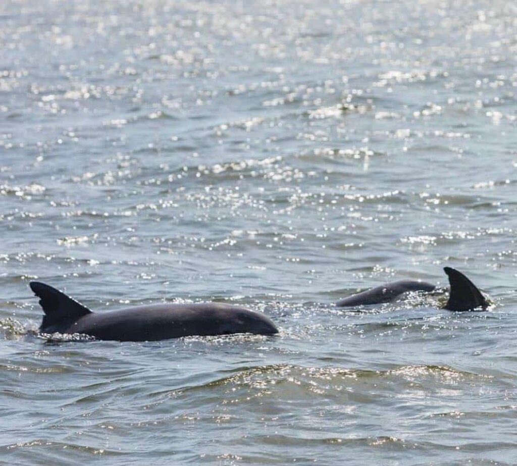 charleston sc dolphin tour