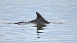 Dolphin swimming through charleston harbor on a summer evening.