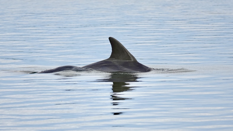 dolphin sighting charleston sc