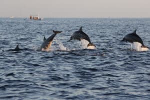 jumping dolphins charleston sc