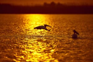 side view of pelican birds in the sunset flying above the water.