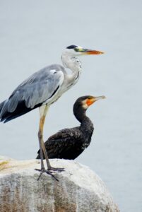 grey heron on a rock in charleston sc