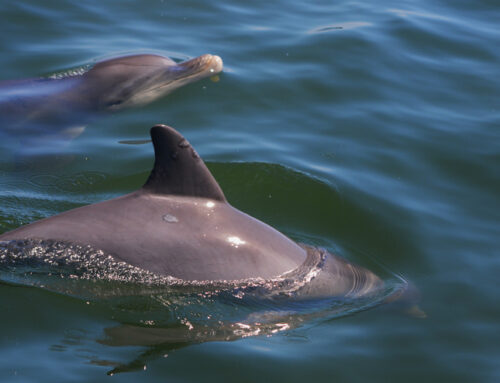 Dolphin Cruise Charleston SC: Tips for a Memorable Trip