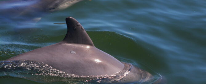 dolphin cruise charleston sc with blue life charters