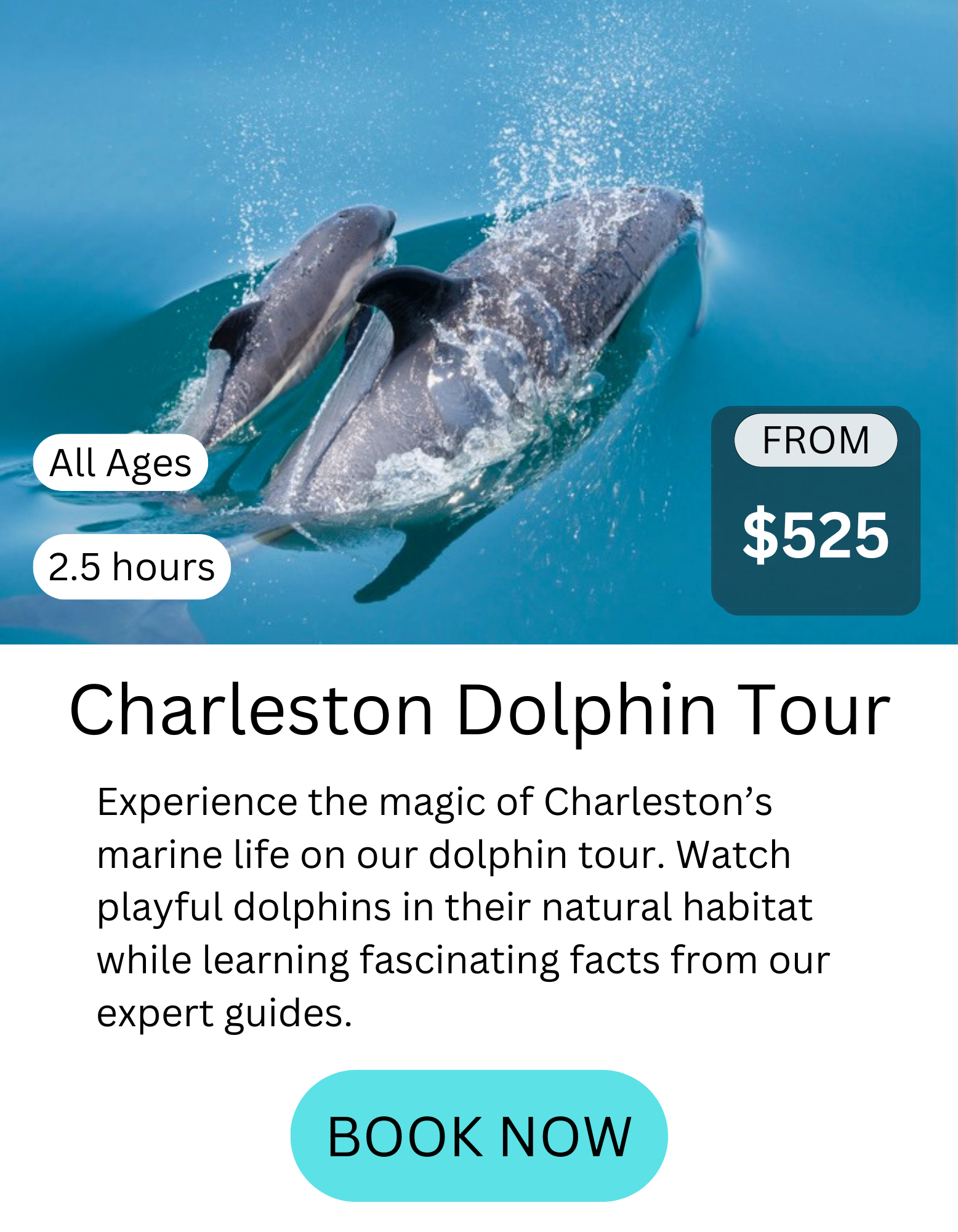 4 charleston dolphin tour details